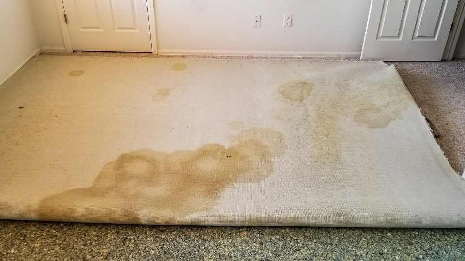 Pet urine stains on back of rolled up carpet removed by Carpet Cleaning of Virginia Beach
